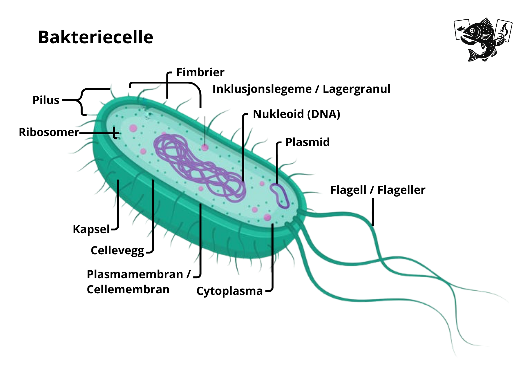 Bakteriecelle struktur